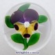 Small Pansy - Honeycomb Stamen