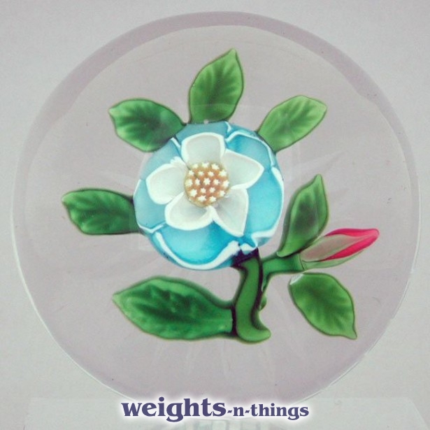 Rare Turquoise Buttercup Rare Turquoise Buttercup