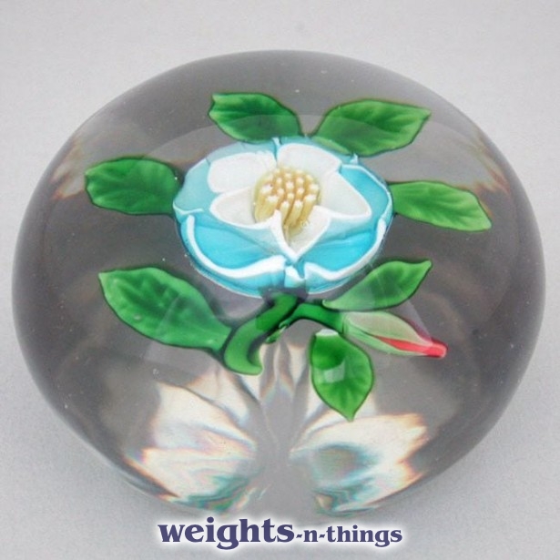 Rare Turquoise Buttercup Rare Turquoise Buttercup