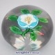 Rare Turquoise Buttercup Rare Turquoise Buttercup