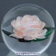 Miniature Blush Rose (2004)