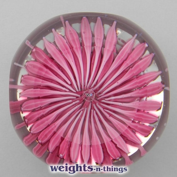 1972A Pink Dahlia - Ed. 200