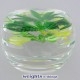 Hellebore - Ed. 100 (2004) Hellebore - Ed. 100 (2004)