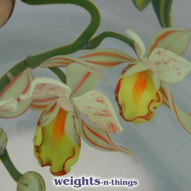 Cymbidium Orchids (1993)