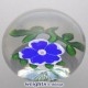 Blue Dog Rose