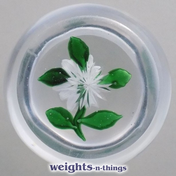 White Double Clematis White Double Clematis