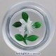 White Double Clematis White Double Clematis