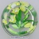 Hellebore - Ed. 100 (2004) Hellebore - Ed. 100 (2004)