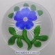 Blue Dog Rose