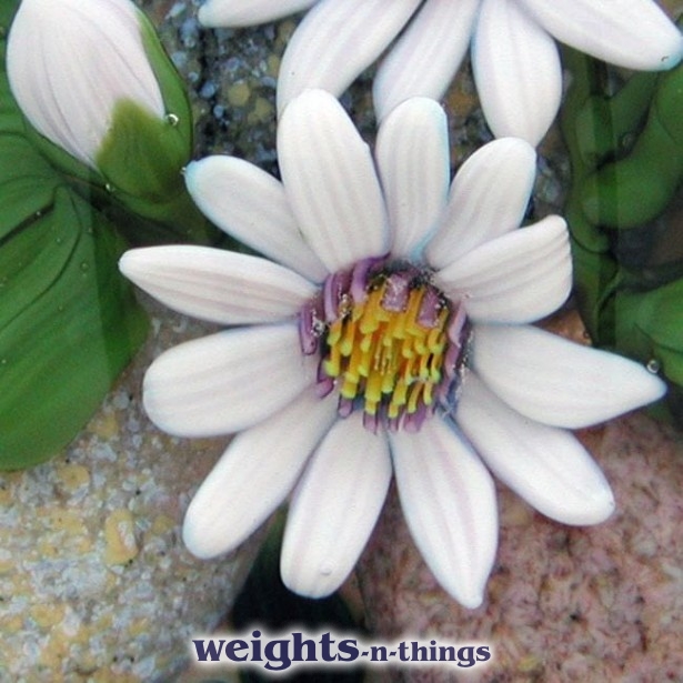 Mountain Marsh Marigold (2010)