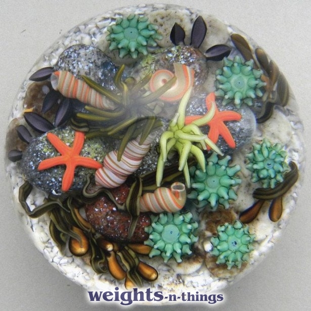 Tidepool with Green Anemone (2015)