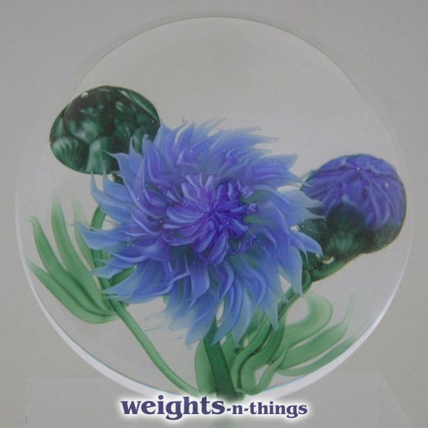 Cornflower & Buds (2008)