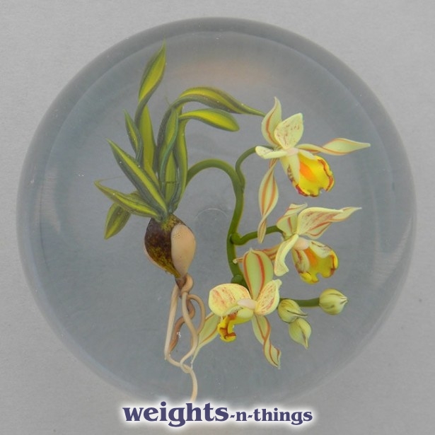 Cymbidium Orchids (1993)