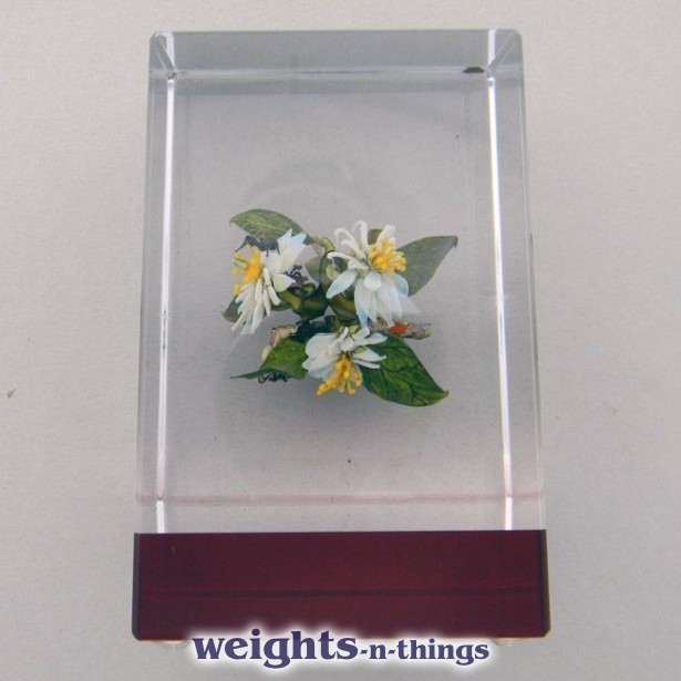 Nature Study Botanical (2000) Nature Study Botanical (2000)