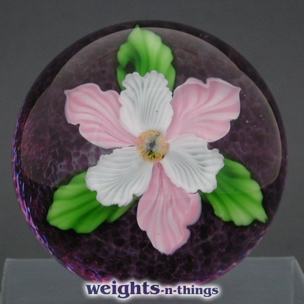 Pink & White Bloom (2005)
