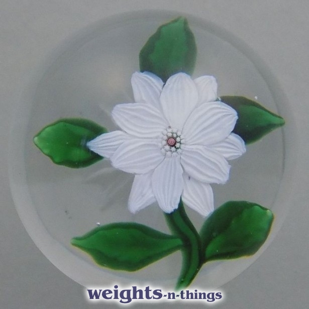 White Double Clematis White Double Clematis