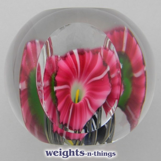 Pink Morning Glories (2008) Pink Morning Glories (2008)