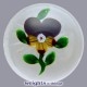 Small Pansy