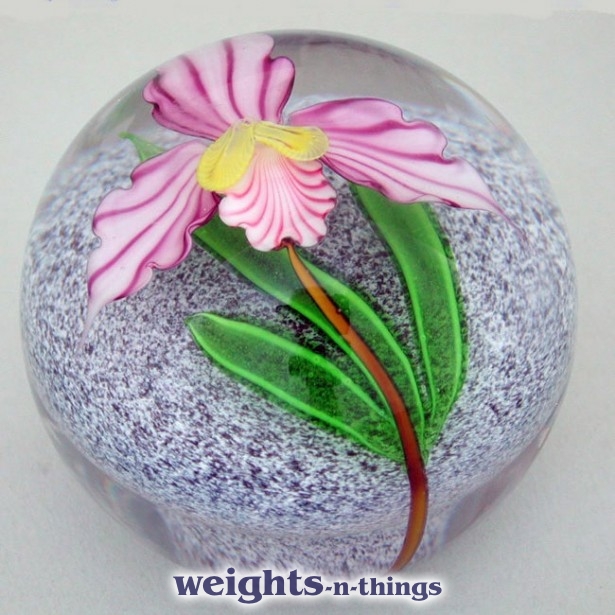 Purple/white Orchid (2008)