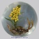 Yellow Western Wallflower 1/1 (2009)