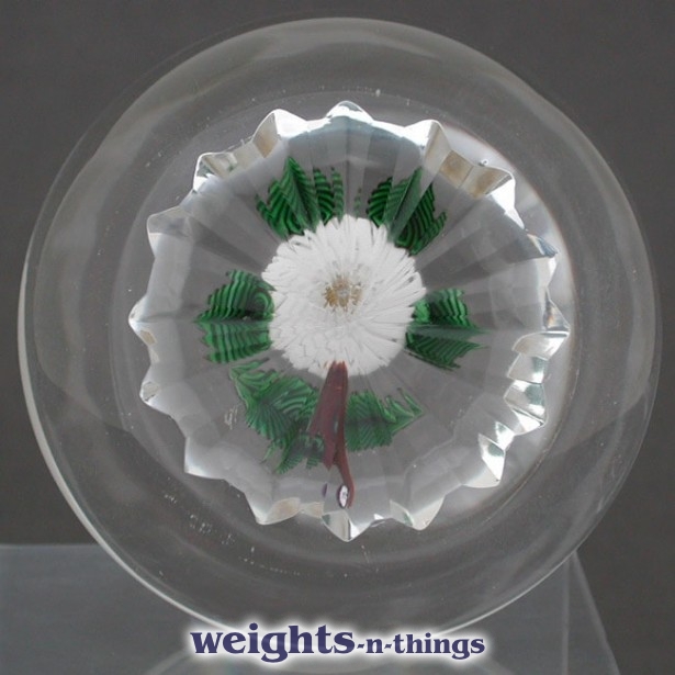 White Pompon Dahlia (2004)