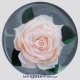 Miniature Blush Rose (2004)