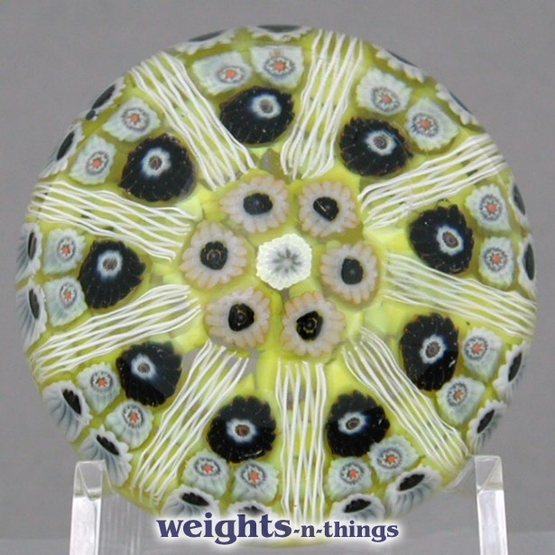 Mottled Lemon Cartwheel Mottled Lemon Cartwheel