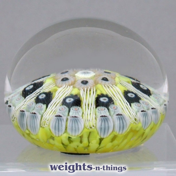 Mottled Lemon Cartwheel Mottled Lemon Cartwheel