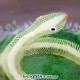 Filigree Snake (PY Cane)