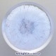 1992 Dentelure/Serration (Ed. 250)