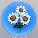 Marguerites