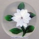 White Double Clematis