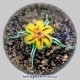 Yellow Spiderlily - Dark Ground