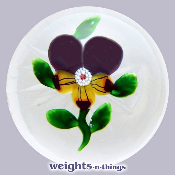 Small Pansy Small Pansy